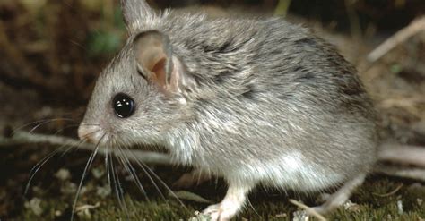 Grasshopper Mouse Animal Facts Az Animals