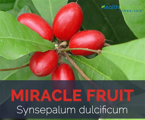 Miracle Fruit Facts And Health Benefits