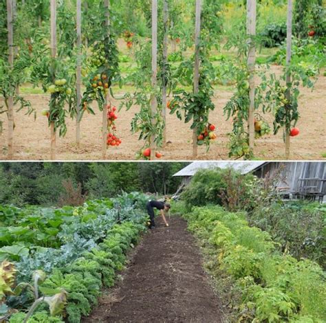 Starting A Vegetable Garden From Scratch A Full Guide Gardening Tips