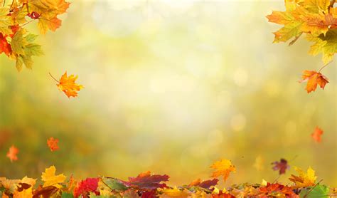 Autumn Maple Leaves Falling Leaves Natural Background