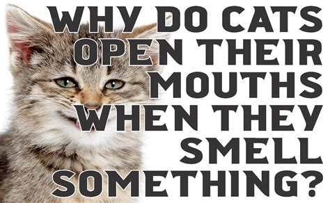 Why Do Cats Open Their Mouths When They Smell Something
