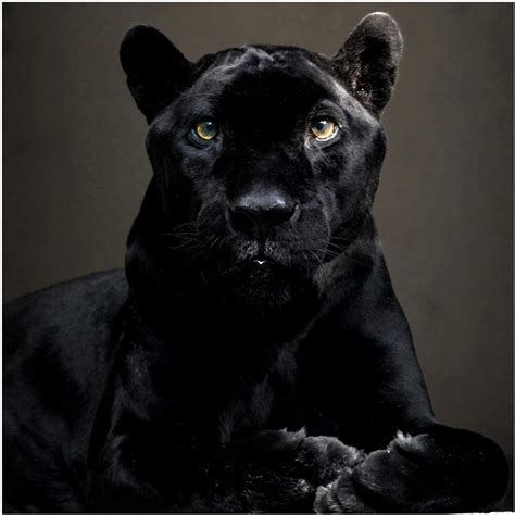 Black Puma Wallpapers Top Free Black Puma Backgrounds Wallpaperaccess