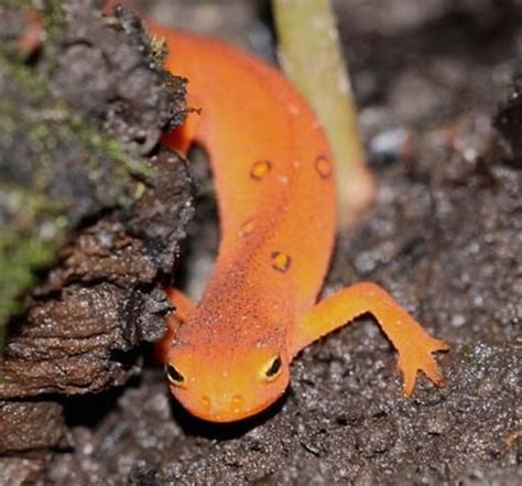 Best Beginner Pet Salamanders And Newts PetHelpful