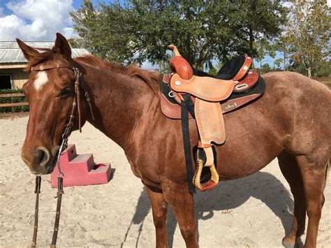 Improve Your Horses Saddle Fit With This Simple Solution Holistic