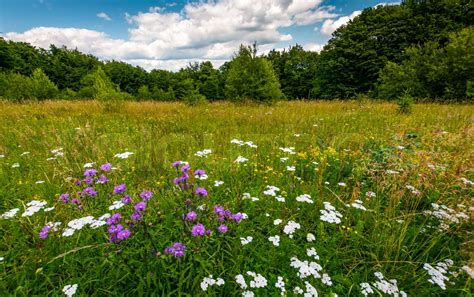 Grassy Glade With Wild Herbs Stock Image Colourbox