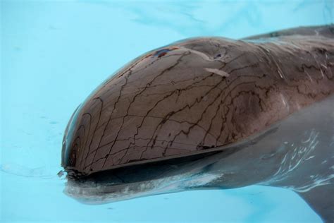 Pygmy Killer Whale Feresa Attenuata Zoochat