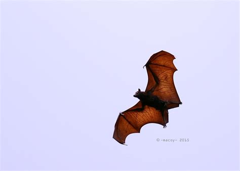 Philippine Flying Fox Mambukal Resort Macoy Dela Noche Flickr