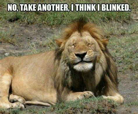 37 Most Funniest Lion Meme You Never Seen In Your Life Picsmine