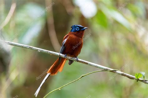 Beautiful Bird Malagasy Paradise Flycatcher Terpsiphone Mutata Male