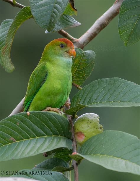 Sri Lanka Hanging Parrot Loriculus Beryllinus Endemic To S Flickr