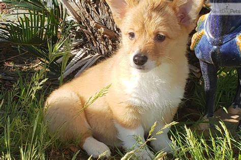 All of our puppies are raised in our home and handled daily by both my self and our kids. Corgi puppy for sale near San Diego, California ...