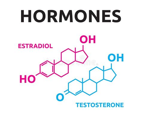 Hormones Sexuelles Structure Chimique De Testostérone Doestrogène D