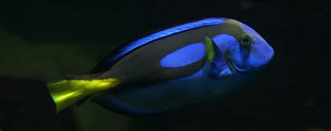 The Blue Tang Captive Bred Fish The Algae Lab Algaebarn
