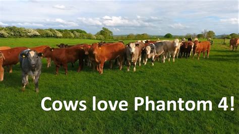 DJi Phantom Adventure Series Cows Love Drones YouTube