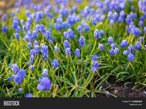 Wild Blue Spring Image And Photo Free Trial Bigstock