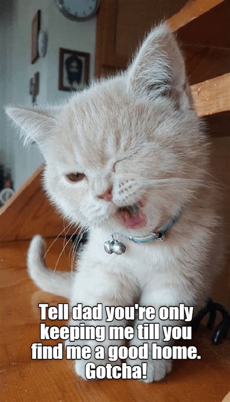 lolcats winking lol at funny cat memes funny cat pictures with words on them lol cat