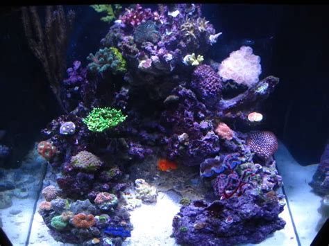 I'm daan, and this is going to be my first reef build journal here. LPS aquascape | MedRed's 34 Gallon Solana - Page 4 - Reef ...