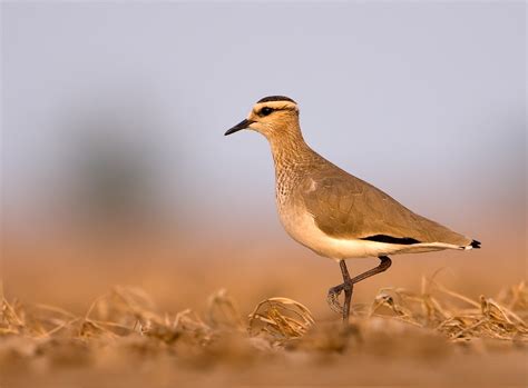 Middle East Birds Ornithology