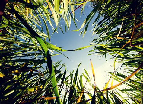 Hintergrundbilder Sonnenlicht Wasser Natur Gras Himmel Pflanzen