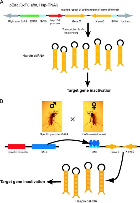 Position effects ), as well as other. Transgenesis and reverse genetics of mosquito innate immunity | Journal of Experimental Biology