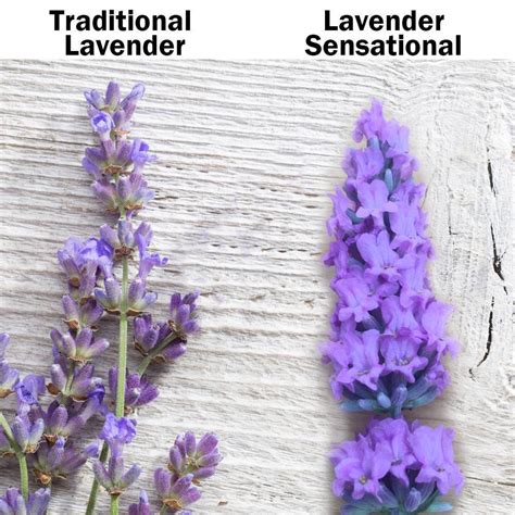 Sensational Lavender Plants For Sale