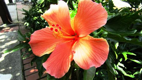 Hibiscus The Story Of Malaysias National Flower Expatgo
