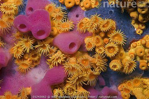 Stock Photo Of Yellow Encrusting Anemones Parazoanthus Axinellae And