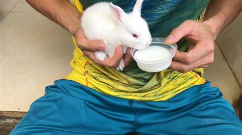 You Need To Be Patient When Giving Your Baby Rabbit Milk Youtube