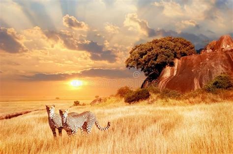 Cheetahs In The African Savanna Against The Backdrop Of Beautiful Sunset Sereng Sponsored