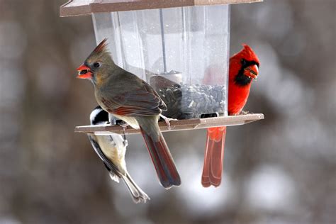 Help Birds Survive In The Winter Wagners Greenhouses