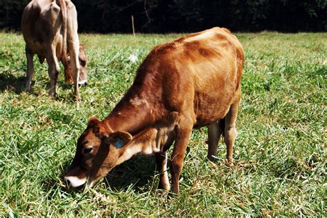 Free Cow Eating Stock Photo