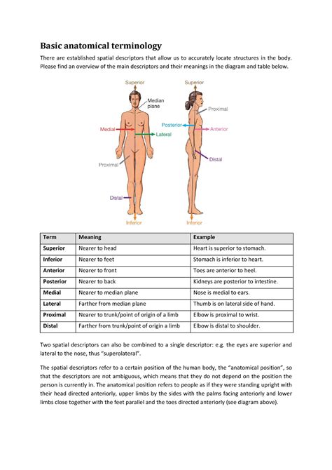 Anatomical Landmarks Of The Body Quiz Humerus Theskeletalsystem