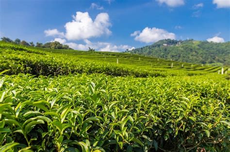 Premium Photo Landscape View Of Tea Plantation At Doi Mae Salong Chiang Rai Thailand Is Top
