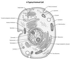 Any paper will be written on time for a cheap price. animal cell labeled | Science @ co-op | Animal cell ...