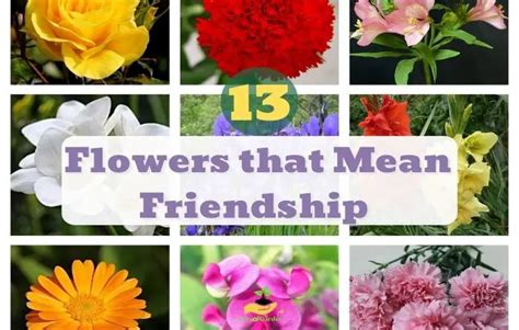 Flowers That Mean Friendship Top 15 Flowers To T Your Friends