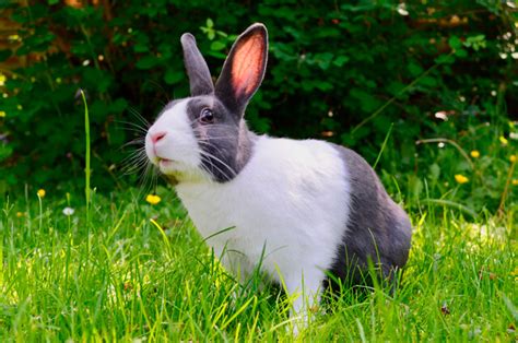 Cómo Es Tener Un Conejo Como Mascota Noticias Caracol