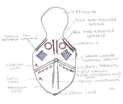 Anatomie Oasele
