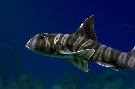 6 Endangered Shark Striped Dogfish Shark Whale Animals