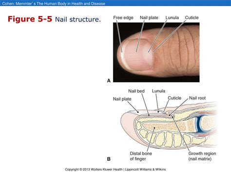 Nail Structure Anatomy