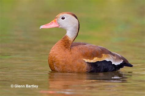 Black Bellied Whistling Duck Id Facts Diet Habit And More Birdzilla