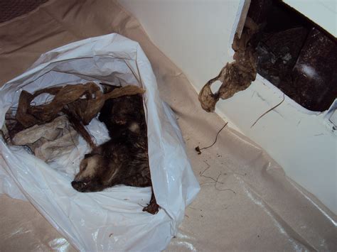 All City Animal Trapping: Dead Animal Removal in Torrance. Torrance ...