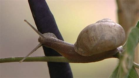 Snails Have A Homing Instinct Bbc News