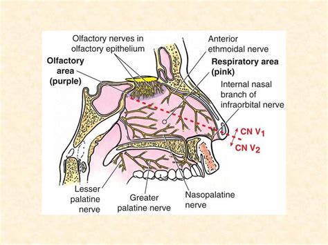 Anatomy Of Nosenasal Cavityandparanasal Air Sinuses Ppt Video Online