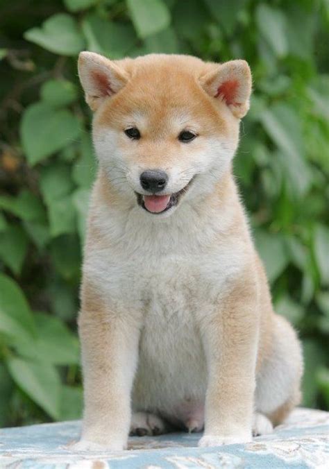 A small, alert and agile dog that copes very well with mountainous terrain and hiking trails. Shiba Inu Puppies For Sale | Queen Creek, AZ #258919