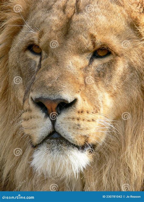 A Majestic Lion Stock Photo Image Of Hunter Adult 230781042