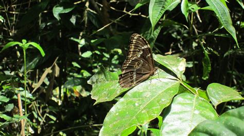 Discover Butterflies Of The World Morpho Exploratory Ecology