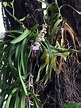 Orquídeas Salvajes En El Bosque De Tailandia Foto de archivo - Imagen ...