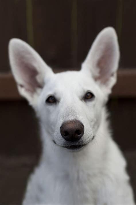 Black And White Dog Breeds Big Images For Life