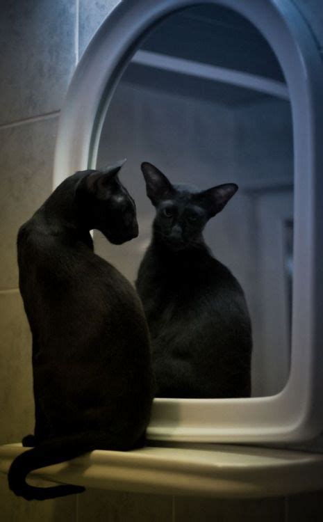 Mirror Mirror Kitty Oriental Shorthair Cats Oriental Cat Oriental