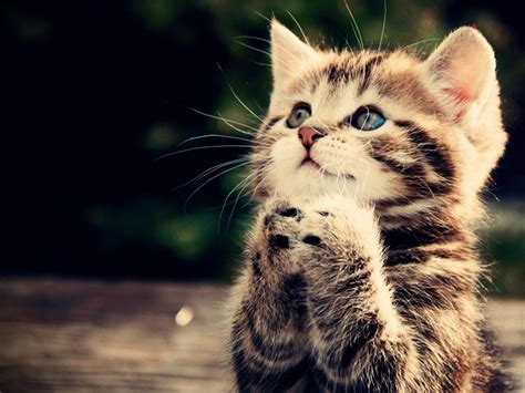 Funny Cats Animals Praying Art Hd Desktop Wallpaper Widescreen High